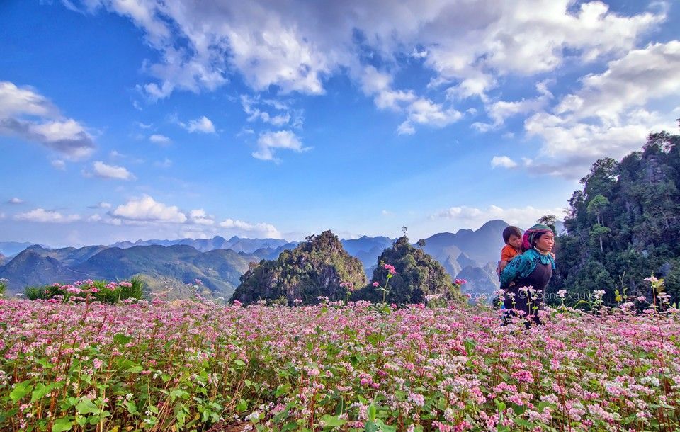Những điểm ngắm hoa Tam Giác Mạch đẹp tại Hà Giang