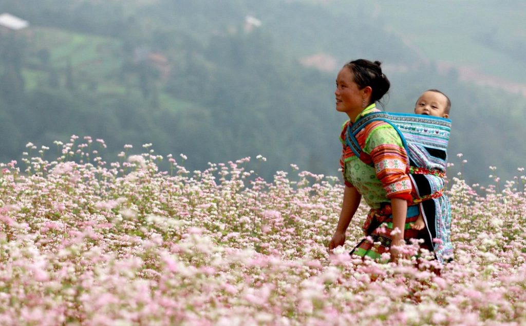 Các điểm ngắm hoa Tam Giác Mạch đẹp tại Hà Giang