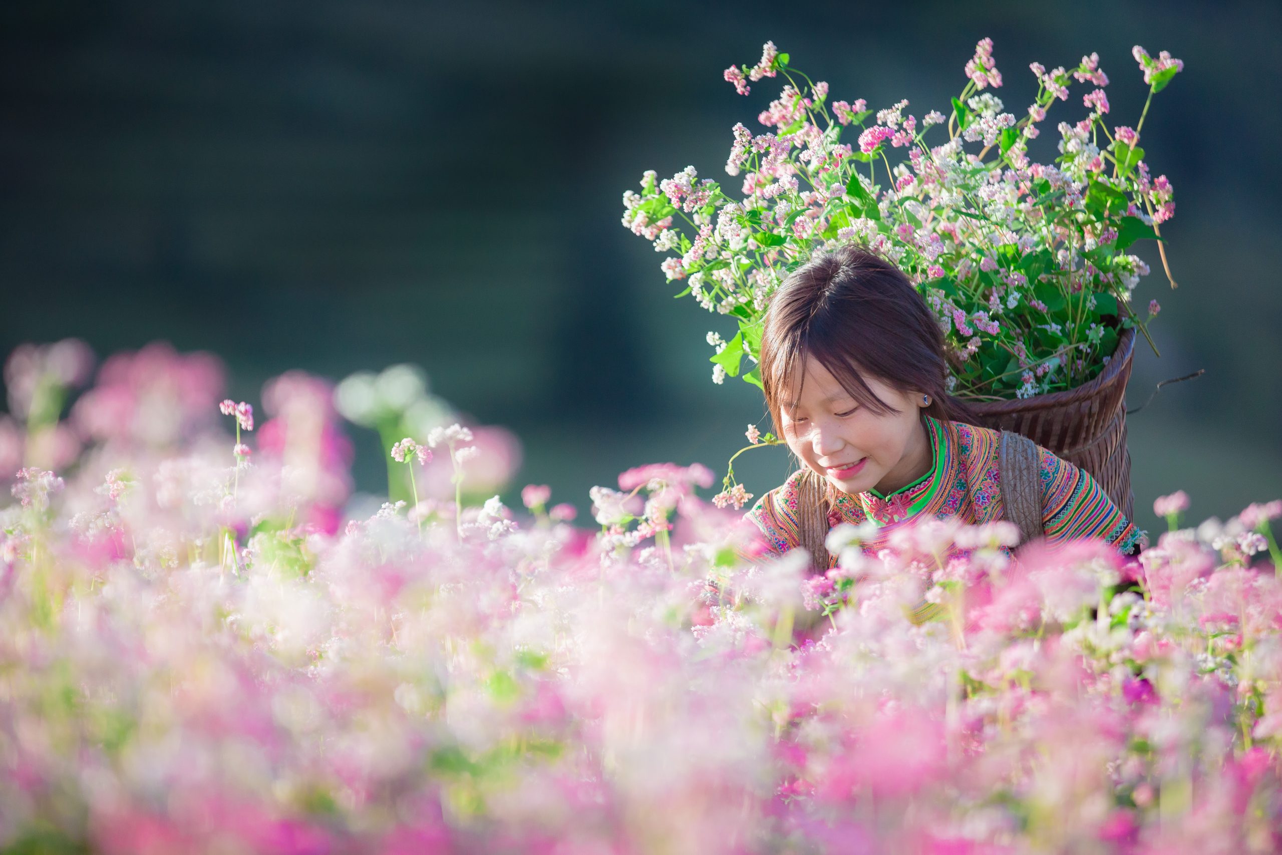 Hà Giang mùa hoa tam giác mạch: Một trải nghiệm tuyệt vời
